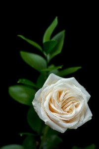 canstockphoto13387218