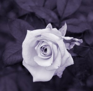 canstockphoto1716320