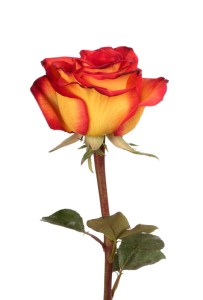 canstockphoto23478551