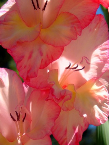 canstockphoto0017491