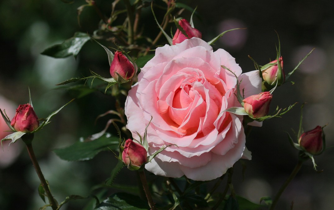 canstockphoto0221699